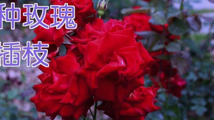 怎样套花呗出来