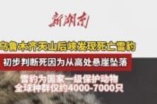 官方回应天山后峡雪豹死亡事件调查进展