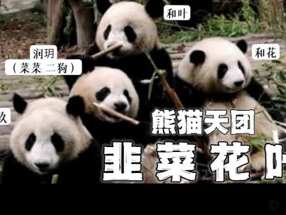 天猫用花呗付款怎么还款
