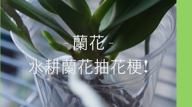 拿去花怎么套出来操作方法视频