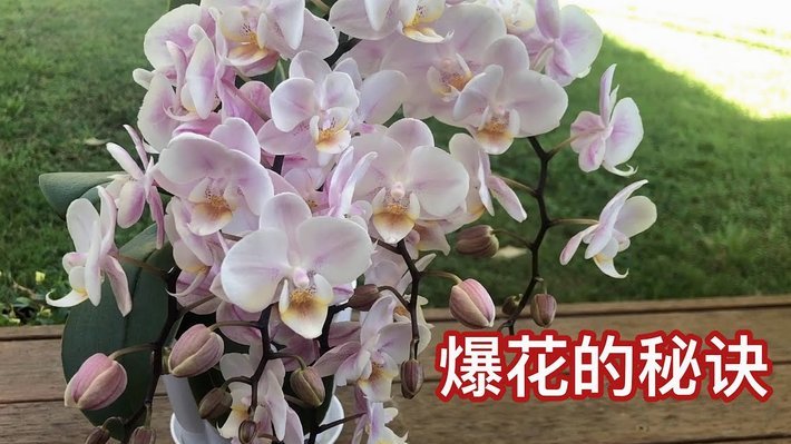 支付宝怎么套花呗