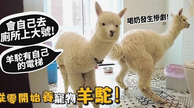 羊小咩的额度怎么套出来现金