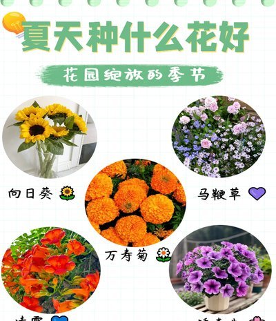 花呗：智能财务管理新利器