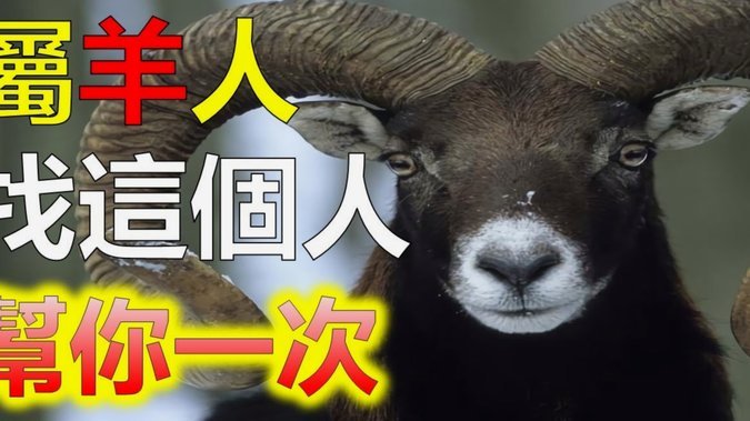 羊小咩还能借款吗？背后风险几何