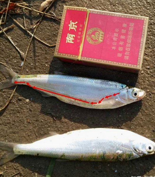 白条提现攻略