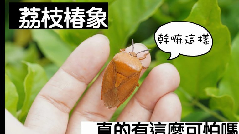 羊小咩便荔卡提现安全指南