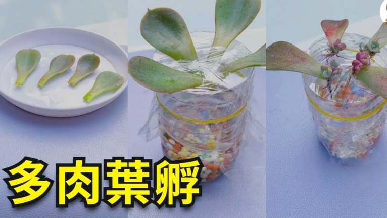 拿去花套现最简单方法