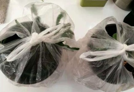 花怎么套袋
