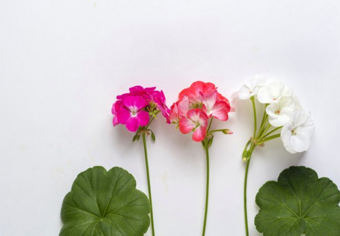 花呗分期购可以提现吗